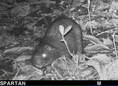 Thryonomys swinderianus