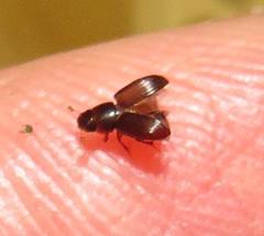Aphodiini