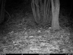 Thryonomys swinderianus