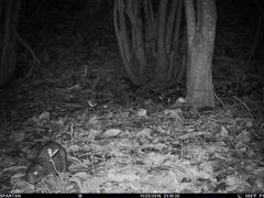 Thryonomys swinderianus