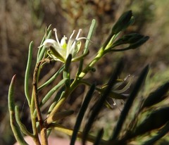 Lepidium leptopetalum