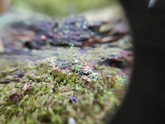 Crossocalyx hellerianus