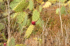 Opuntieae