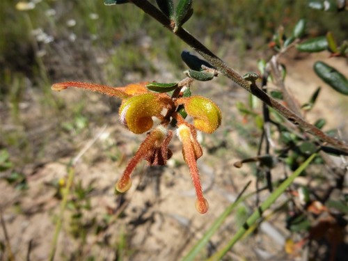 Image of Grevillea chrysophaea by (c) Kiri Bee, some rights reserved (CC BY)
