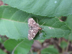 Piletocera sodalis