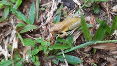 Scinax elaeochroa