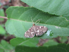 Piletocera sodalis