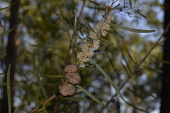 Hakea laevipes