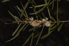 Hakea laevipes