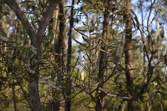 Hakea laevipes