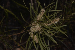 Hakea laevipes