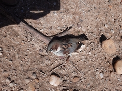 Passer domesticus