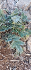 Potentilla sericea