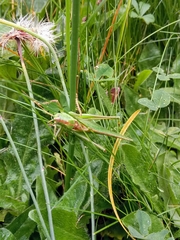 Tettigonia viridissima