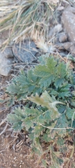 Potentilla sericea