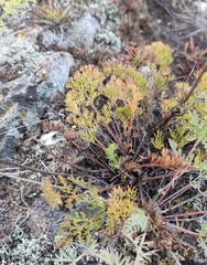 Pulsatilla tenuiloba