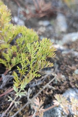 Pulsatilla tenuiloba
