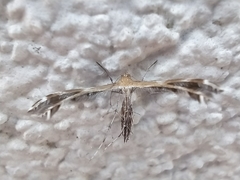 Stangeia xerodes