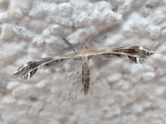 Stangeia xerodes