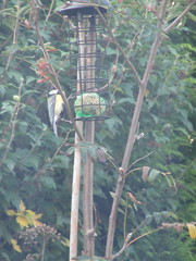 Parus major