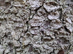 Felipes leucopellaeus