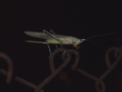 Euconocephalus varius