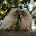 Muir's Corella - Photo (c) Dustyn and Catherine, some rights reserved (CC BY-NC), uploaded by Dustyn and Catherine