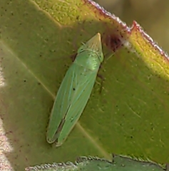 Draeculacephala robinsoni