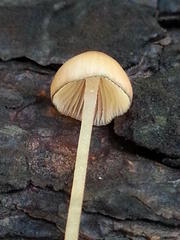 Mycena amicta