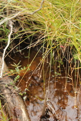Stellulatae