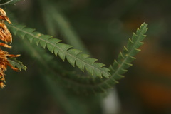 Banksia formosa