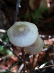 Mycena amicta