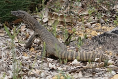 Heath Monitor photo 4