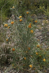 Banksia formosa