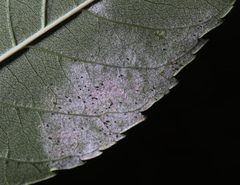 Phyllactinia fraxini