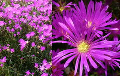 Lampranthus emarginatus
