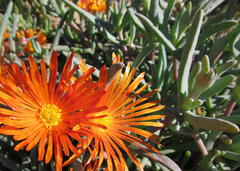 Lampranthus aureus