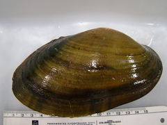 Anodontites trapesialis