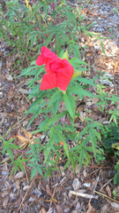 Hibiscus coccineus