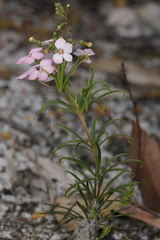 Stylidium scandens