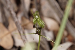Pterostylis barbata