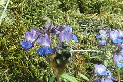 Bombus vancouverensis vancouverensis