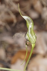 Pterostylis barbata