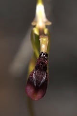 Drakaea