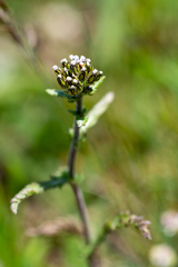 Achillea schmakovii