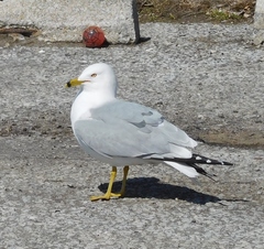 Larus delawarensis