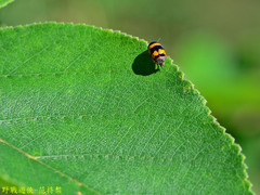 Cryptocephalus formosanus