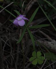 Oxalis smithiana