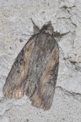 Bryophila raptricula