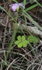 Oxalis smithiana